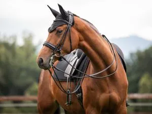 Cavallo